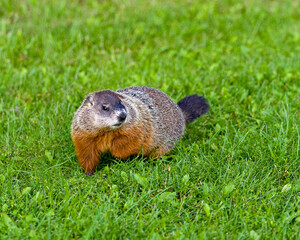 Groundhog Stock Photo. Foraging for food in the grass with blur background and foreground grass in its environment and surrounding habitat.