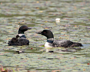 Common Loon Photo. Baby chick loon riding on parent's back and celebrating the new life with water lily pads in their environment and habitat surrounding. Baby Loon Riding On Back. Loon Image.  ©  Aline