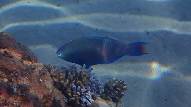 Parrot-fish is named due to its beak-like dental bone with strong teeth and brilliant coloration patters, it inhabits coral reefs together with other exotic fish