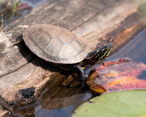 Fototapeta premium Painted Turtle Photo. On a log in the pond with lily pad pond, water lilies, moss and displaying its turtle shell, head, paws in its environment and habitat. Turtle Image. Picture. Portrait.