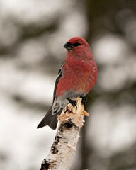 Pine Grosbeak Stock Photo. Close-up profile view, perched  with a blur background in its environment and habitat displaying red feather plumage. Image. Picture. Portrait.