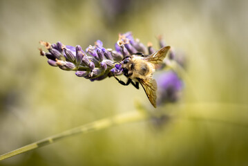 Macro of bee on lavender