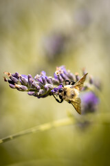 Macro of bee on lavender
