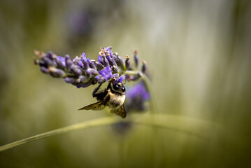 Macro of bee on lavender