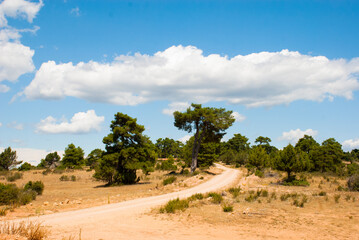 Fototapeta na wymiar Perfect view of nature with pine tree forest path and blue sky in Spain.