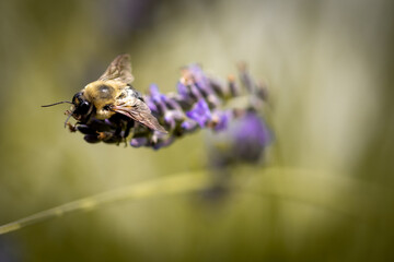 Macro of bee on lavender