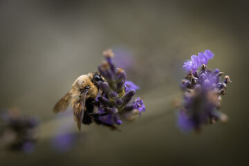 Macro of bee on lavender
