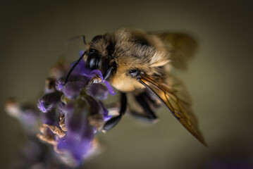 Macro of bee on lavender