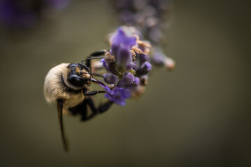Macro of bee on lavender