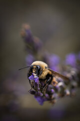 Macro of bee on lavender