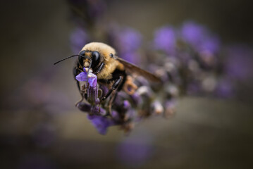 Macro of bee on lavender