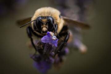 Macro of bee on lavender