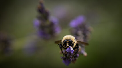 Macro of bee on lavender