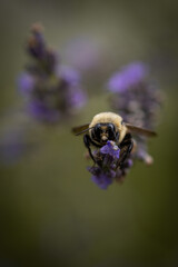 Macro of bee on lavender