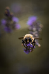 Macro of bee on lavender