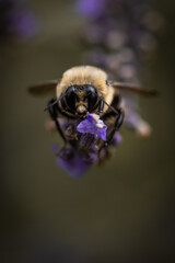 Macro of bee on lavender