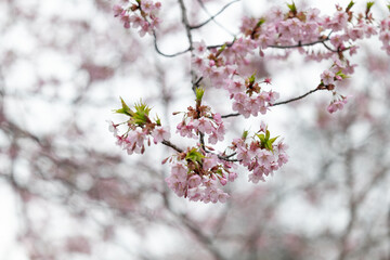 曇り空の下の３月の桜