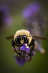 Macro of bee on lavender