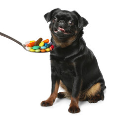 Adorable black Petit Brabancon dog and spoon full of different pills on white background. Vitamins for animal