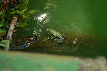frog in the water