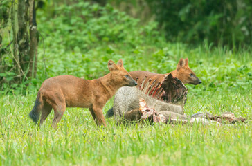Naklejka premium Asian wild dogs and family standing and looking for disturbance behind a hunted deer carcass outdoors at widefield on Khao Yai National Park of Thailand.