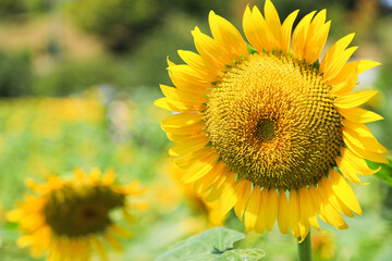 ひまわり　夏イメージ