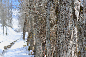Fototapeta premium close up on gray bark of tree trunk along a snowy hiking trail
