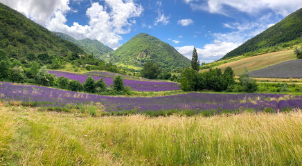 view on field of lavender blomming in a field with hill background