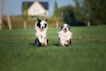 Naklejka na ściany i meble Dogs together outdoors. Happy dogs. Border Collie dogs. Two dogs