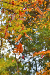 鷺森神社の紅葉