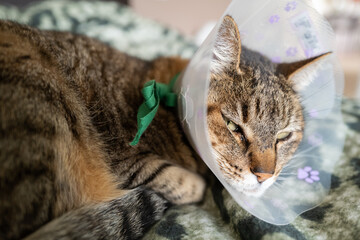 chat en post-opération