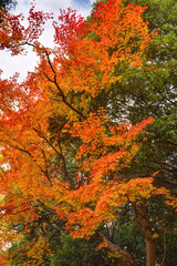 将軍塚青龍殿の紅葉