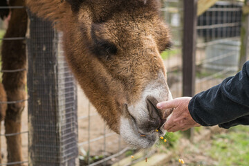 Fototapeta premium Portrait of a Camel