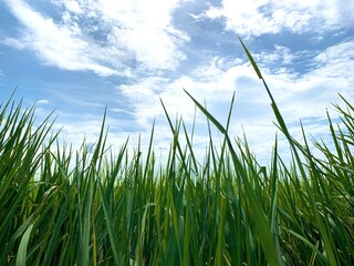 blue sky white clouds and close up green grass nature background