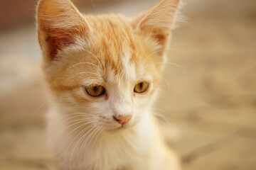 lovely ginger white kitten portrait outdoor in summer day