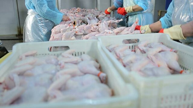 Chicken processing line at poultry farm . Chicken meat production line . Food processing plant . Food industry. Food factory . Workers working packaging and sorting chicken