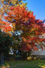 京都御苑の紅葉