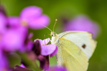 Beautiful cabbage white butterfly gets the nectar from a purple flower of the Erysimum Bowles Mauve with blurred background, selective focus point