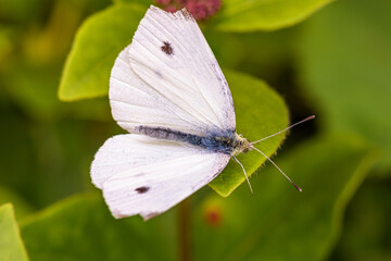 Beautiful cabbage white butterfly on green leaf with blurred background, selective focus