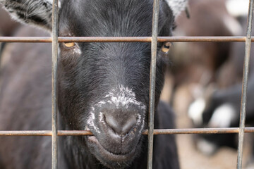 Goat chewing on fence