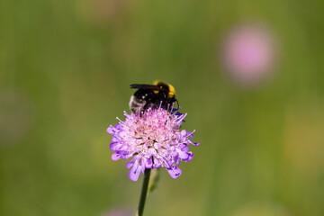 A macro shot of a bumblebee collecting pollen from a field scabious flower with place for your text