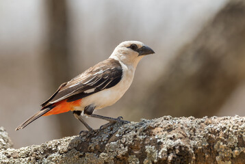 White-headed Buffalo Weaver - Dinemellia dinemelli, beautiful special weaver from Eastern African woodlands, bushes and gardens, Ethiopia.