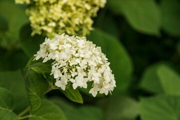 Blooming white hydrangea close-up on a bush in the garden in summer