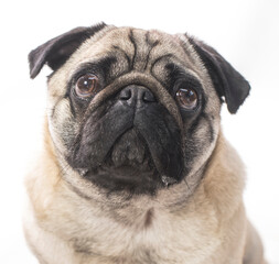 Obraz premium pug dog portrait