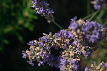 Photo of a bee collecting nectar on a lavender flower. Macrophotography of insects.