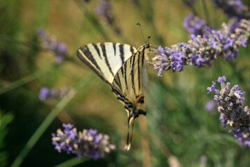 swallowtail butterfly in lavender flowers. macrophotography of insects.