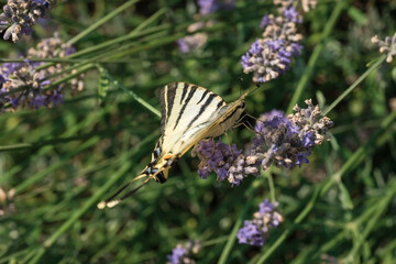 swallowtail butterfly in lavender flowers. macrophotography of insects.