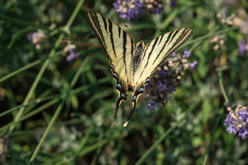 swallowtail butterfly in lavender flowers. macrophotography of insects.