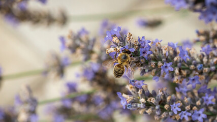 Photo of a bee collecting nectar on a lavender flower. Macrophotography of insects.