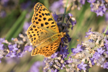 An orange butterfly on purple lavender flowers. Macro photo of insects.
